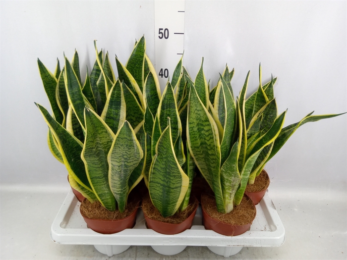 Sansevieria trifa. 'Futura Superba'