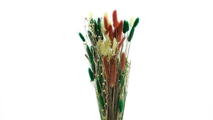 <h4>Dried Bleached Lagurus Xmas 100gr</h4>