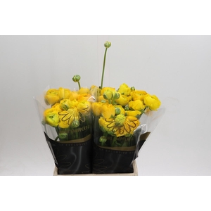 Ranunculus Elegance Yellow