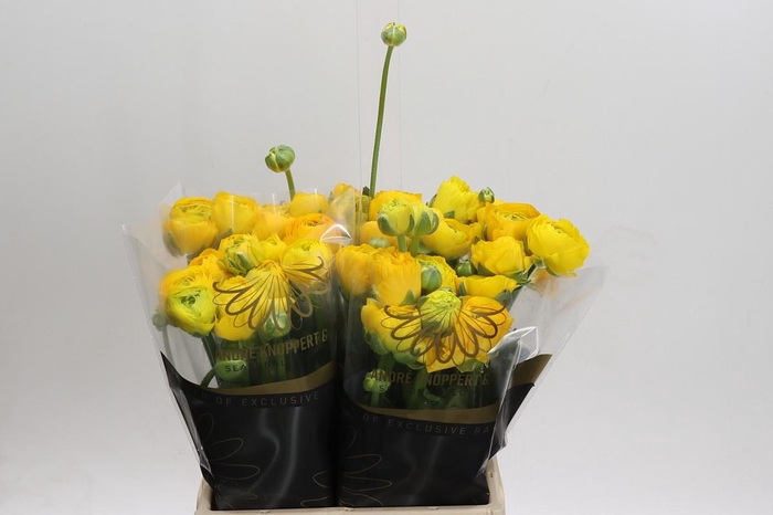 <h4>Ranunculus Elegance Yellow</h4>
