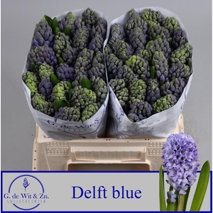 HYAC DELFT BLUE