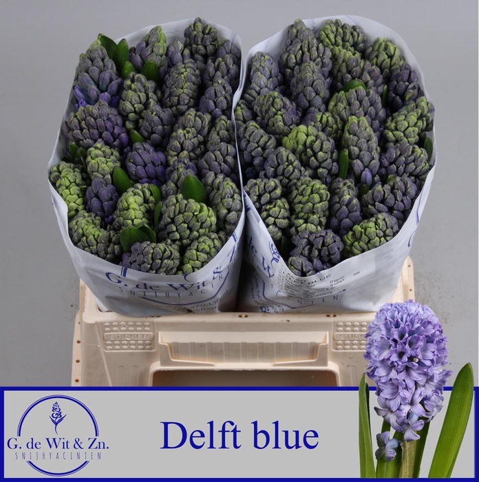 <h4>HYAC DELFT BLUE</h4>