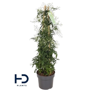 Jasminum Polyanthum pyramide