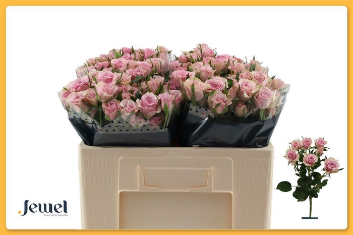 <h4>Rosa spray leila</h4>