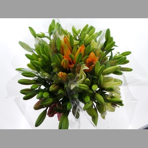 BQ Mono Lelie Aziaat x5 mix 60cm