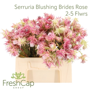 Serruria Blushing Brides Rose 2-5 Flwrs