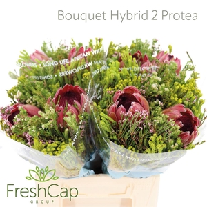 Bouquet Hybrid 2 Protea