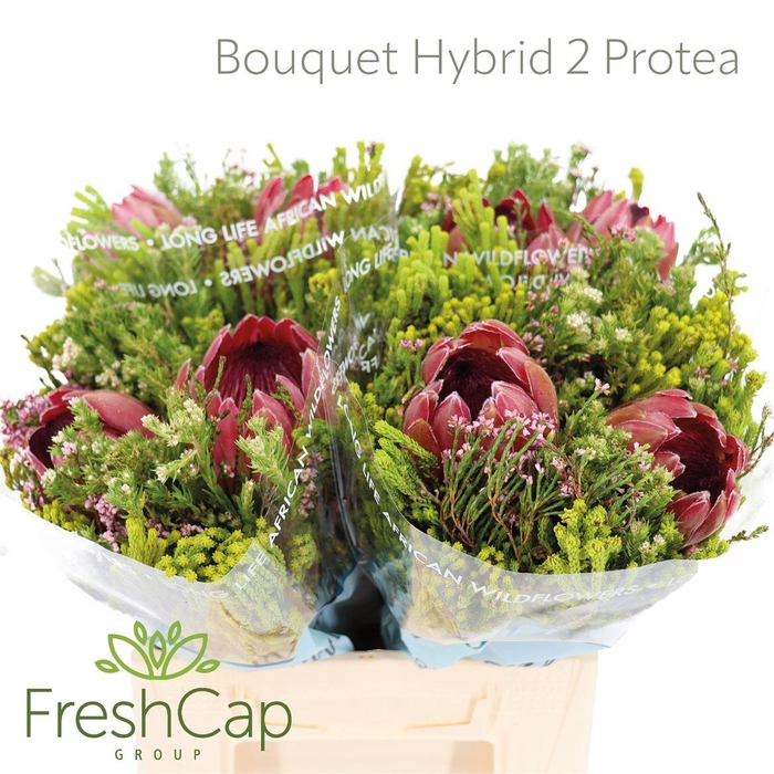 <h4>Bouquet Hybrid 2 Protea</h4>