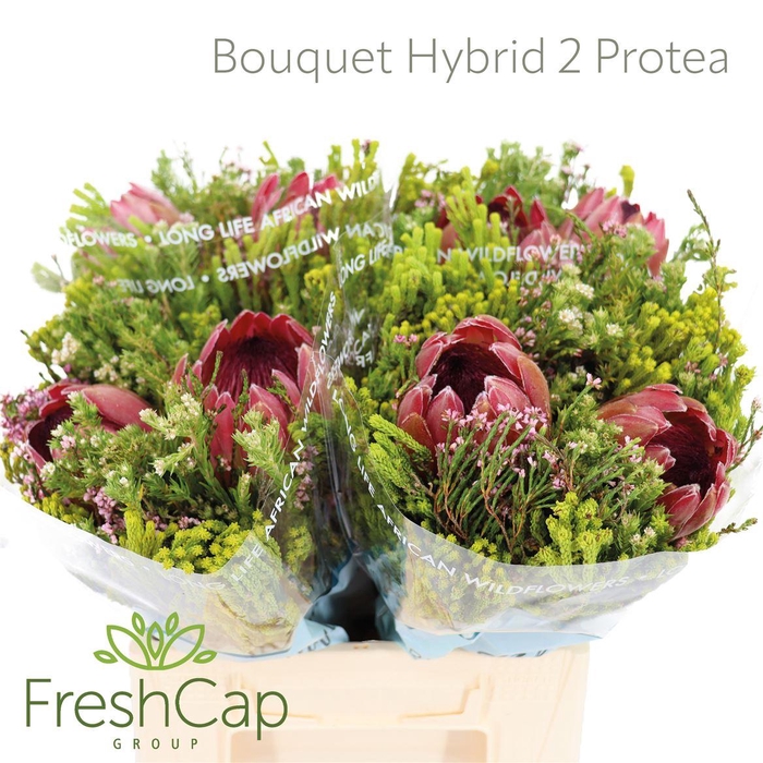 <h4>Bouquet Hybrid 2 Protea</h4>