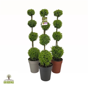 Buxus sempervirens Quatrobol M