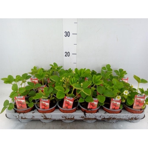 Fragaria ananassa 'Ostara'
