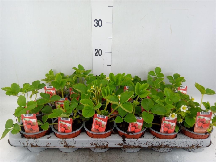 <h4>Fragaria ananassa 'Ostara'</h4>