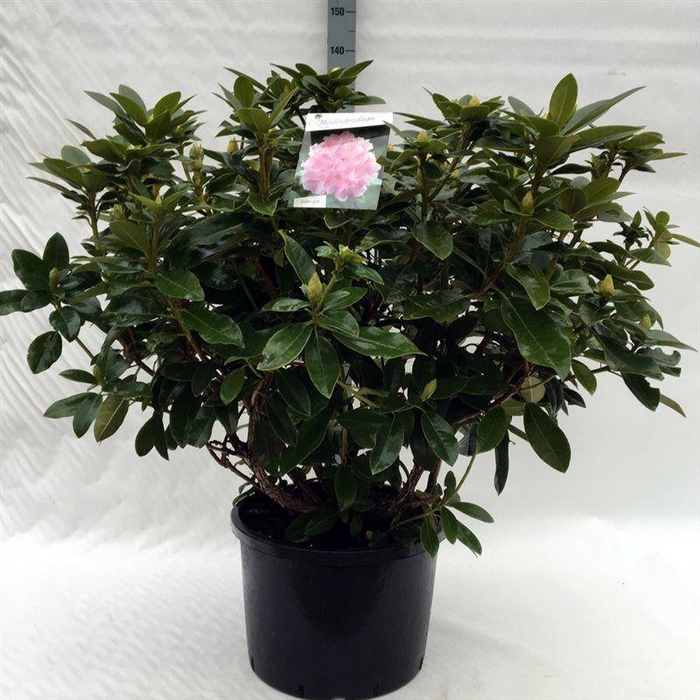 <h4>Rhodo. 'Albert Schweitzer' pink spot</h4>