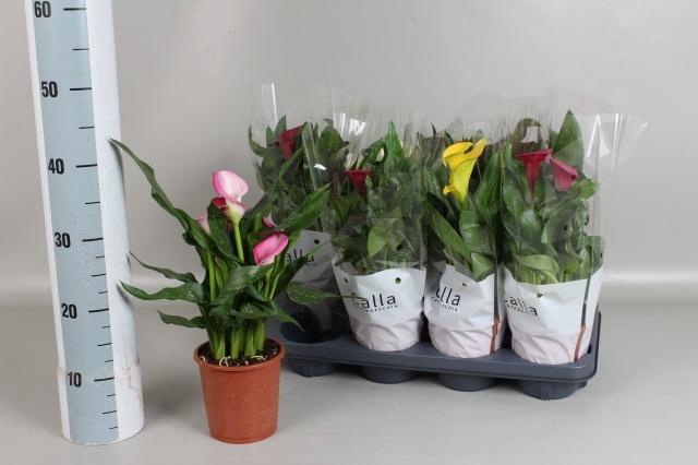 <h4>ZANT GEM 4 KL</h4>