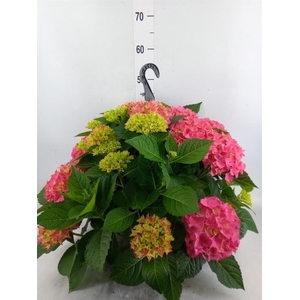 Hydrangea mac. 'Hi River'