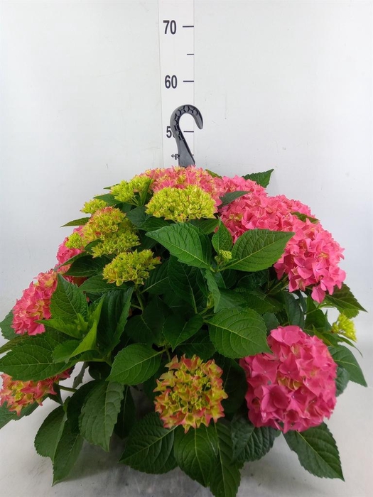 <h4>Hydrangea mac. 'Hi River'</h4>