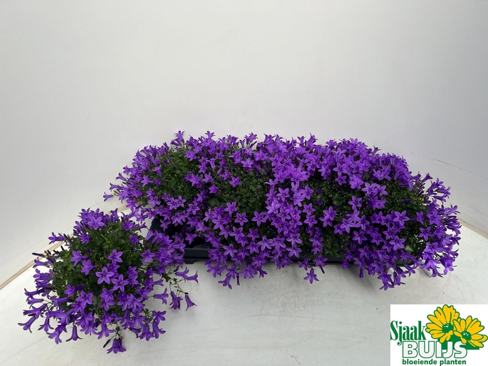 <h4>CAMP POR KRIS</h4>