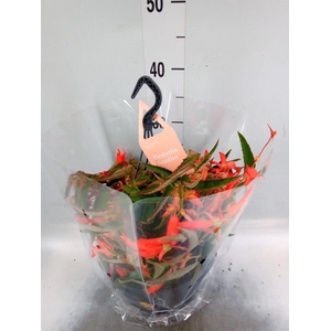 Begonia tuber. 'Bonfire'