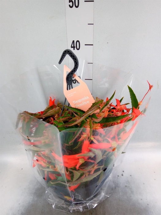 <h4>Begonia tuber. 'Bonfire'</h4>