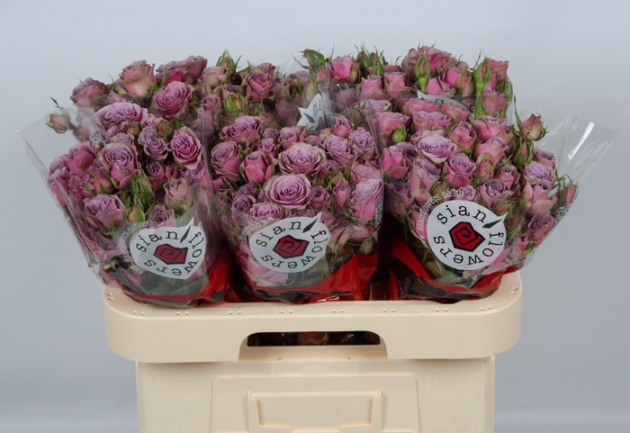 <h4>R TR PURPLE SKY</h4>