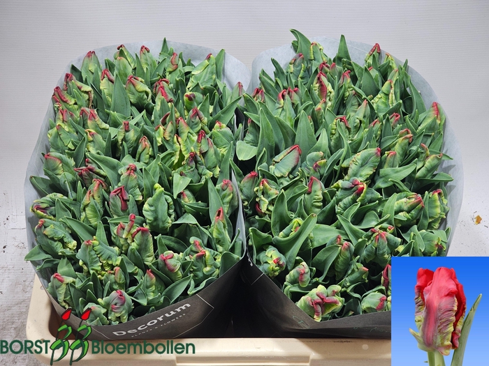 <h4>TU PA SEADOV PARROT</h4>