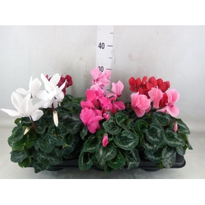 Cyclamen GR 'XL'