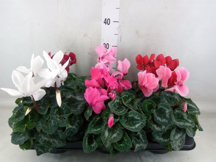 <h4>Cyclamen GR 'XL'</h4>