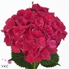 Hydrangea mag ruby red