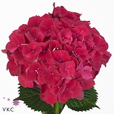 Hydrangea mag ruby red