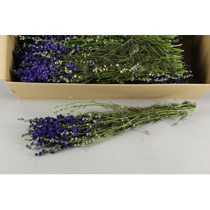 DF Delphinium Blue Bs 70g
