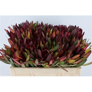 Leucad Safari Sunset 50cm