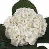Hydrangea mag white pearl