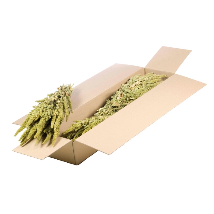 <h4>Amaranthus Sb Natural Green</h4>