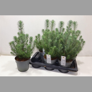 Pinus Silver Crest