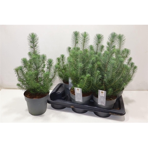 arr8 Pinus Silver Crest