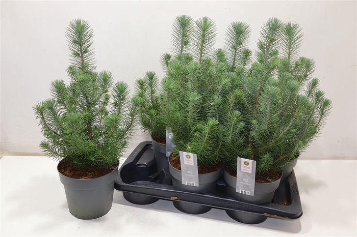 <h4>arr8 Pinus Silver Crest</h4>