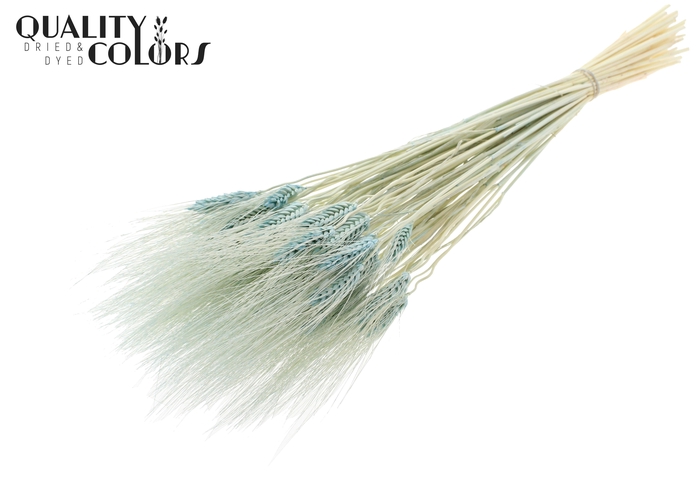 <h4>Triticum Beard per bunch Intense Light Blue</h4>