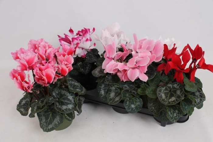 <h4>CYCL GR SUP MAMMOTH</h4>