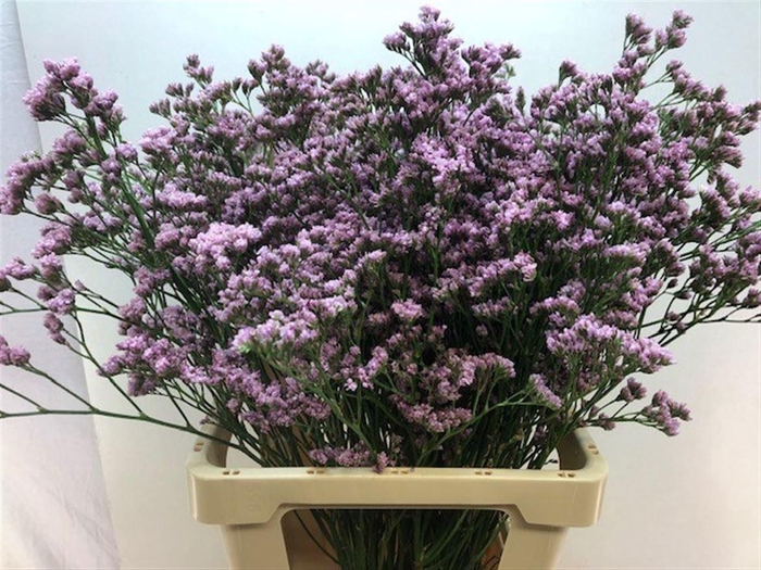 <h4>LIM MR SILVER PINK</h4>