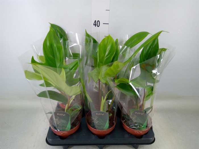 <h4>Philodendron   ...</h4>