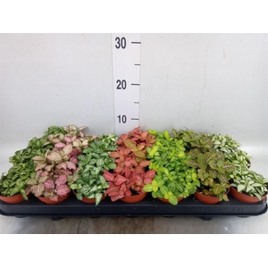 Fittonia   ...mix 7