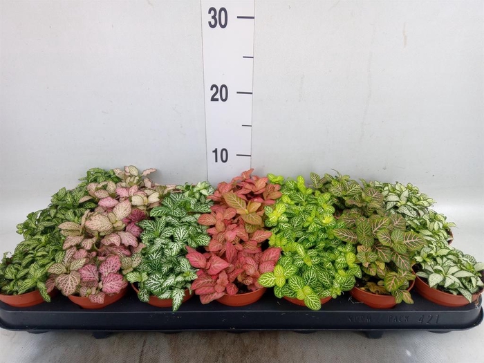 <h4>Fittonia   ...mix 7</h4>