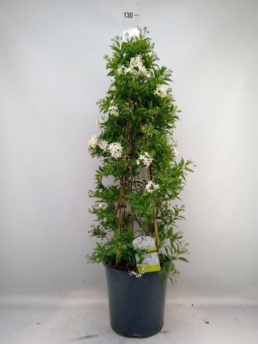 <h4>Solanum jasminoides</h4>