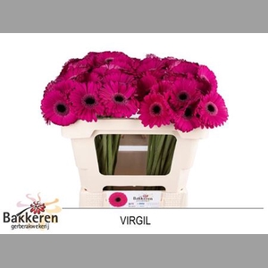 Ge Mi Virgil+