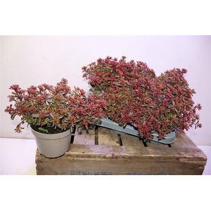 Sedum Spu Spot D Ros