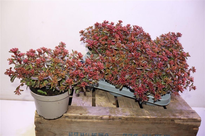 <h4>Sedum Spu Spot D Ros</h4>