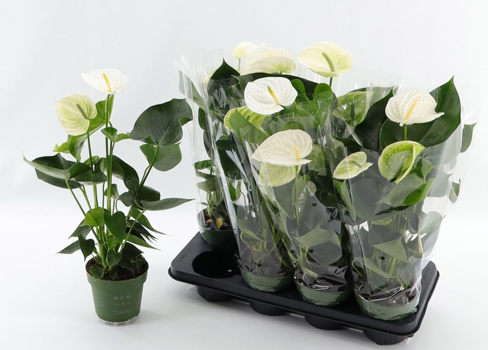 <h4>ANTHU AN ALPINE</h4>