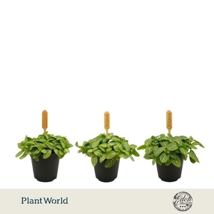 Fittonia