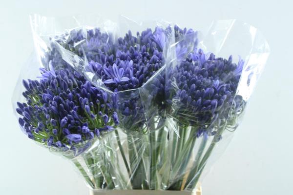 <h4>Agap Arctic Ocean(blauw)</h4>