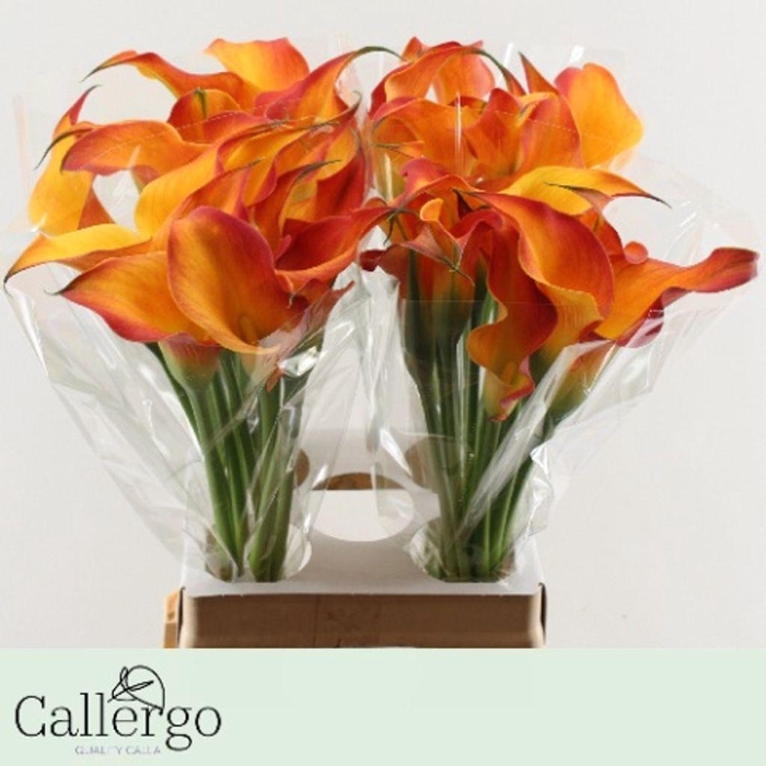 <h4>Zantedeschia morning sun</h4>